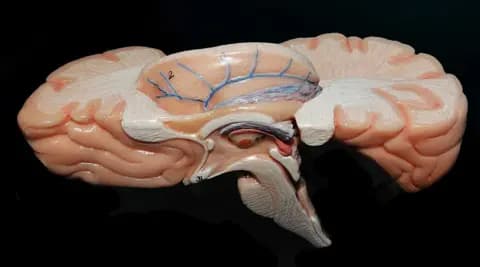 Universal Images Group via Getty Images The human brain map. Today we know that different areas of the brain have different roles . Your senses for example each have their own areas. 2014 (Photo by: Universal History Archive/Universal Images Group via Getty Images)