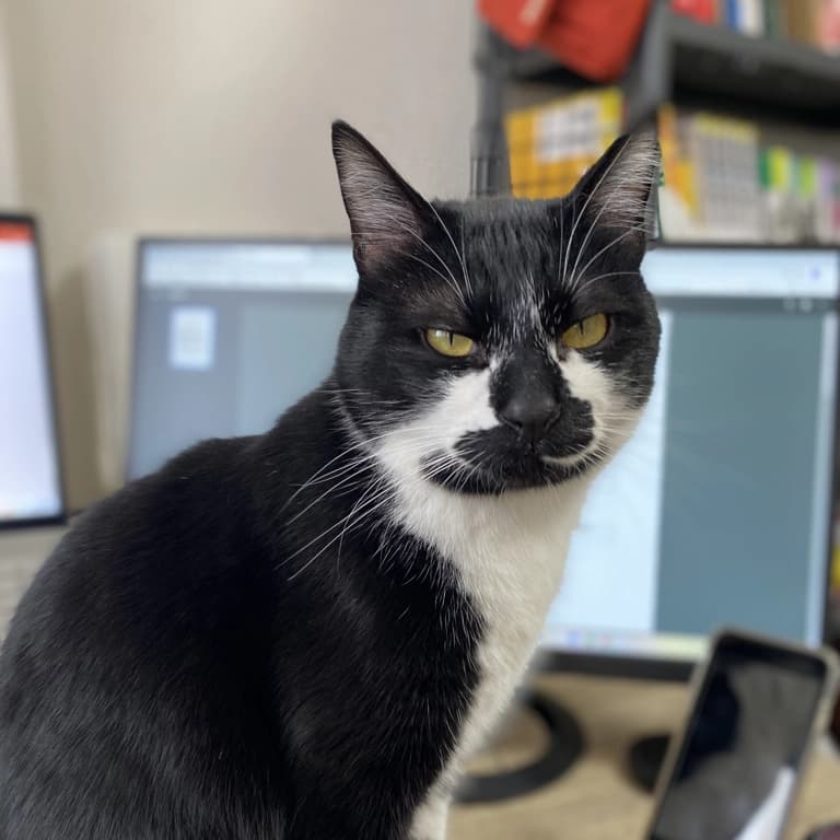 The reference photo of my cat
