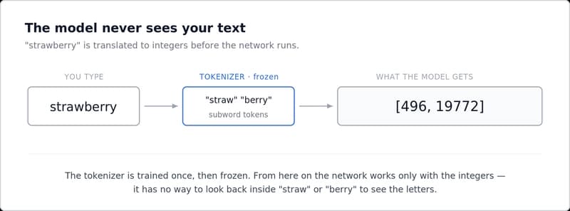 The model never sees your text: a tokenizer converts the string to integers before the network runs