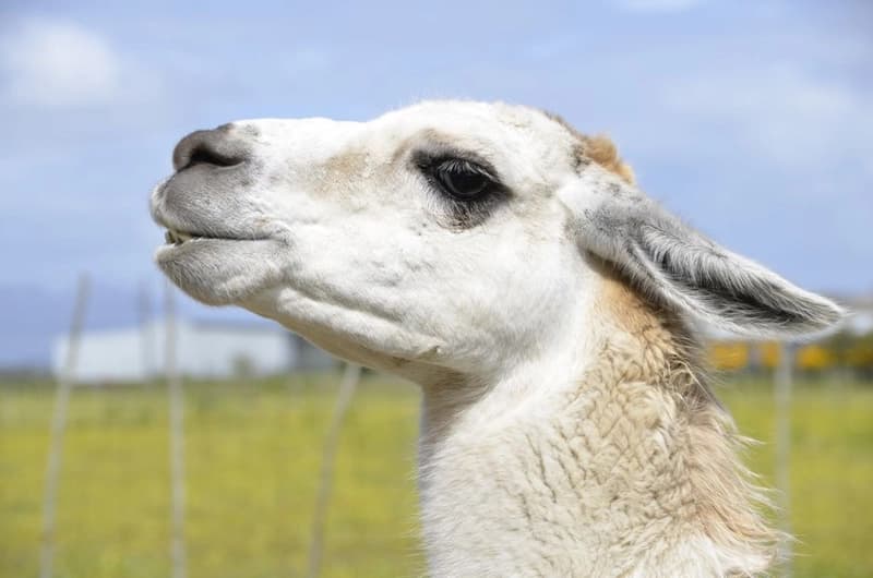 Using Llama for definition box optimization — step-by-step