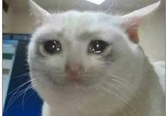cat problem meme.jpeg