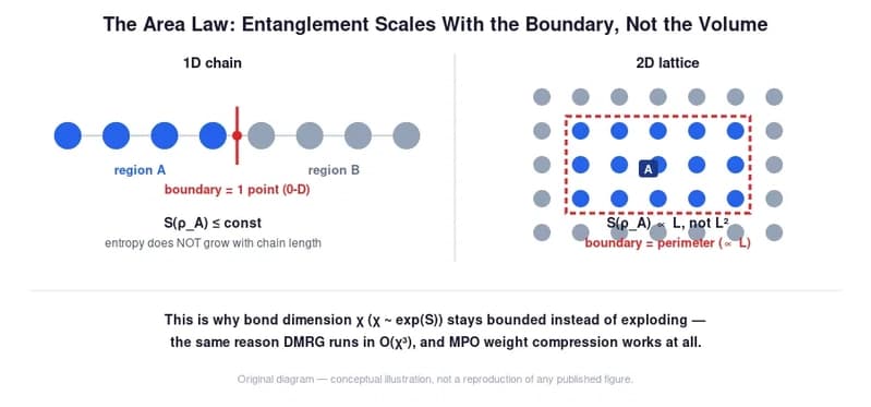 The area law: in a 1D chain the boundary between two regions is a single point, so entanglement entropy stays bounded; in a 2D lattice the boundary is the perimeter, so entropy scales with L, not L².